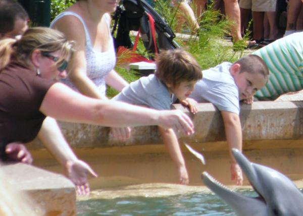 my wife feeding a dolphin at seaworld