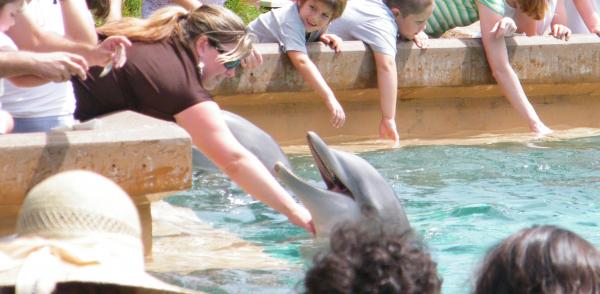 my wife petting a dolphin at seaworld